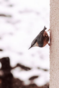 Close-up of bird flying