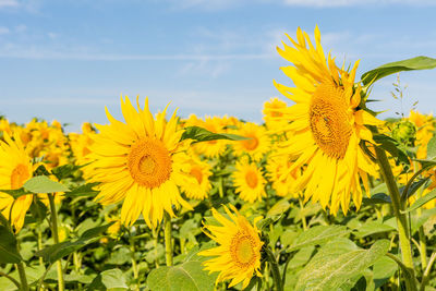 Close-up of yellow flowering plant on field against sky