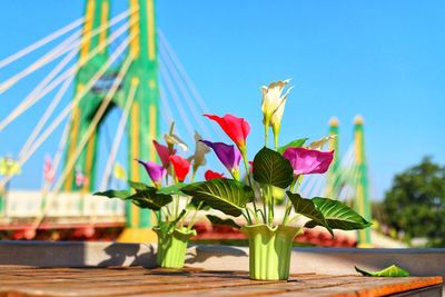 Close-up of flowering plant on table against clear sky