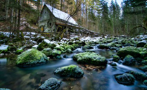 View of bridge over river in forest