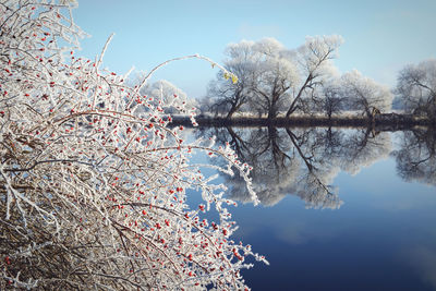 Frozen tree by lake