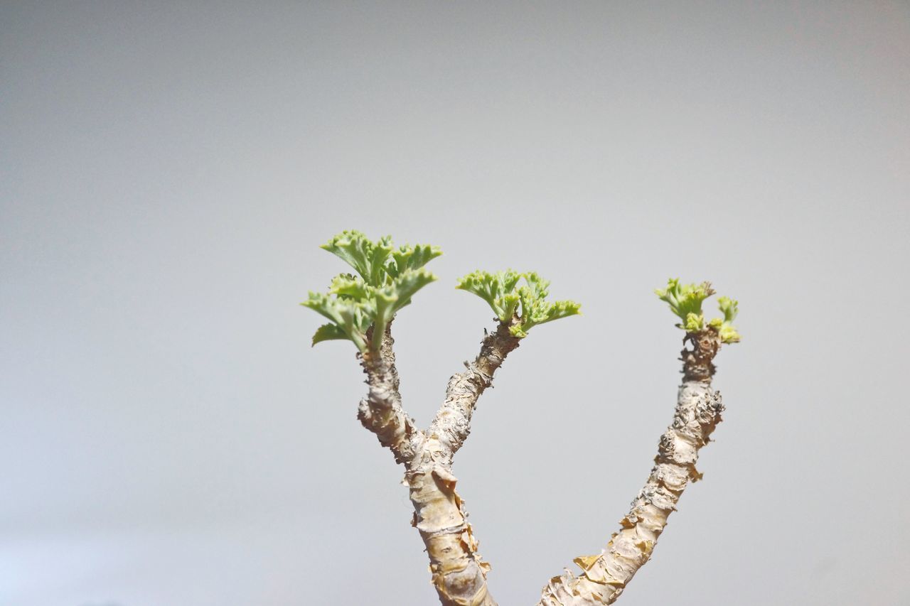 CLOSE-UP OF PLANT AGAINST SKY