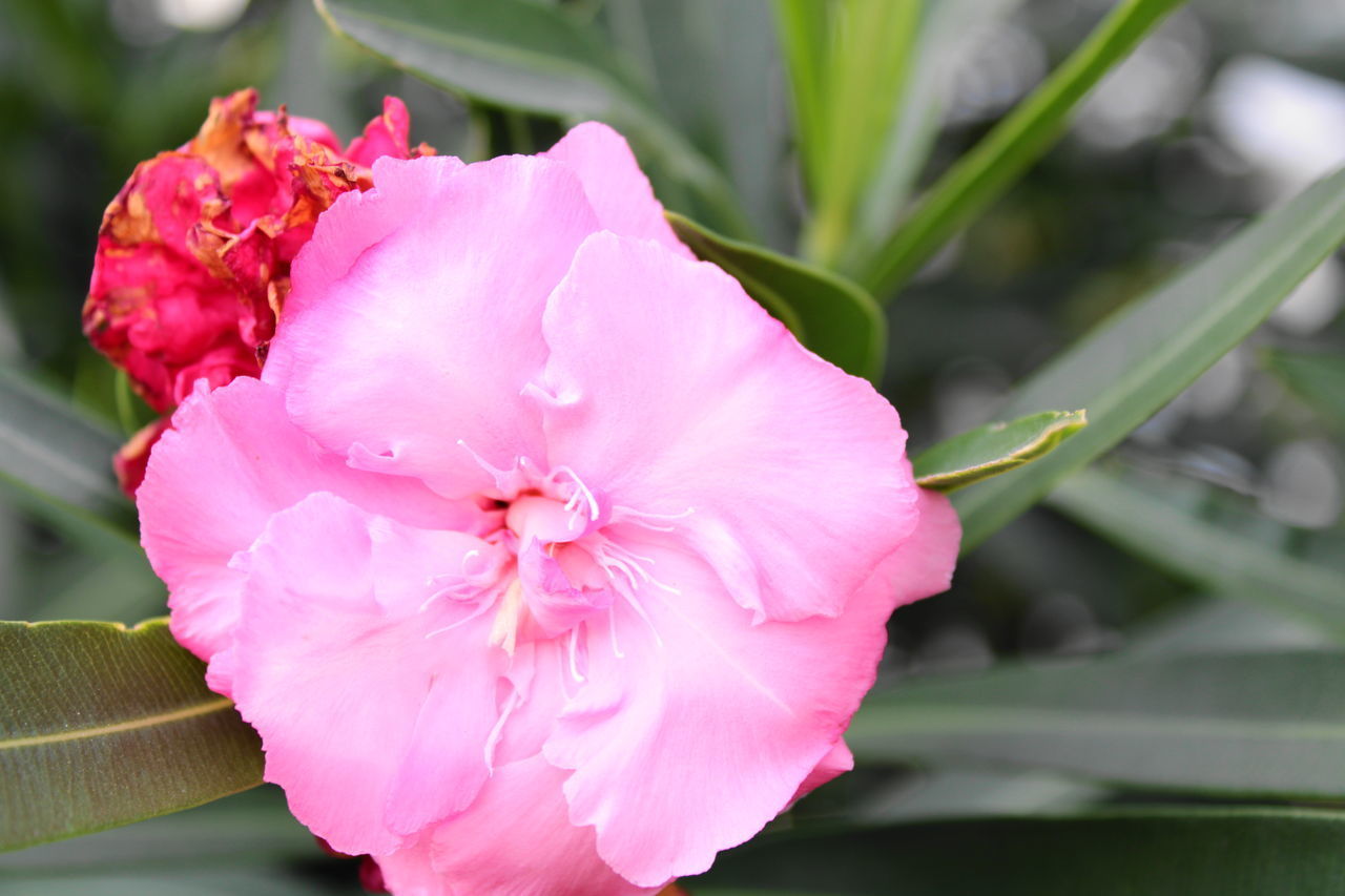 CLOSE-UP OF PINK ROSE PLANT