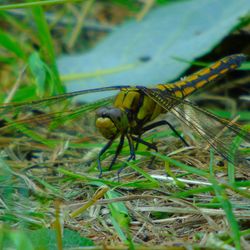 Close-up of insect on grass