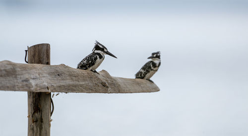 Low angle view of bird perching against clear sky