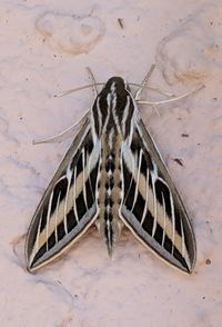 High angle view of butterfly on floor