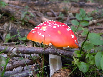 Close-up of fly agaric mushroom on field