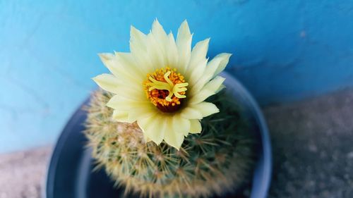 Close-up of blue flower in pot