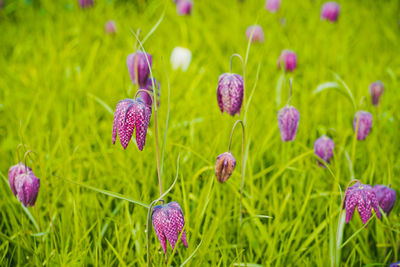 Close-up of purple flowers