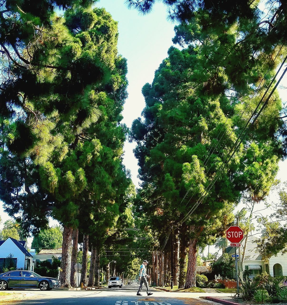 VIEW OF TREES AND ROAD SIGN