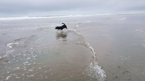 View of dog on beach