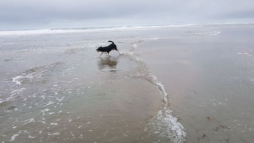 View of dog on beach