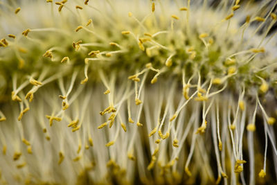 Close-up of yellow flowering plant