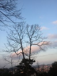 Silhouette bare tree against sky during sunset