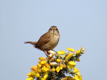 Low angle view of bird perching on flower