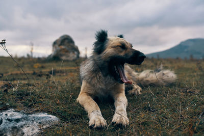 Dog looking away on field