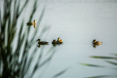 View of ducks floating on lake