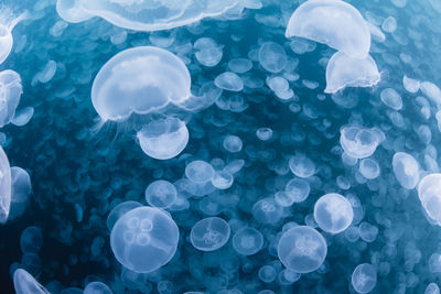 A group of jellyfish in notojima, ishikawa ,japan