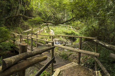 Footbridge in forest