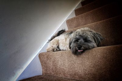 Close-up of dog resting on steps