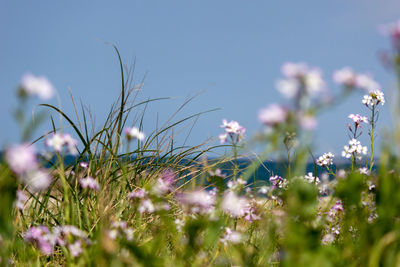 Close-up of flowering plants on field against sky