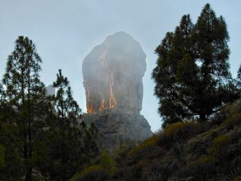 Low angle view of trees on mountain