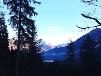 Trees in forest against sky