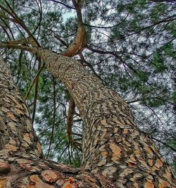 Low angle view of tree against sky