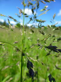 Close-up of flowering plant on field against sky