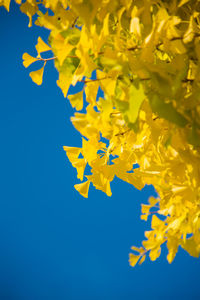 Close-up of yellow flowers against clear blue sky