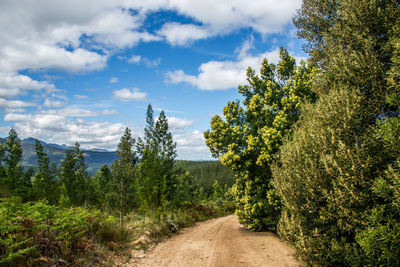 Trees on landscape against sky