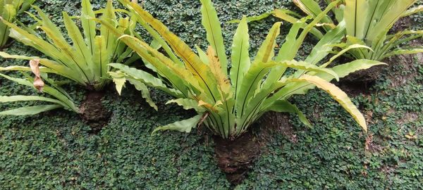 High angle view of plant growing on field