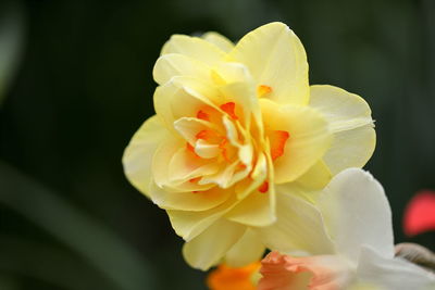 Close-up of yellow rose flower