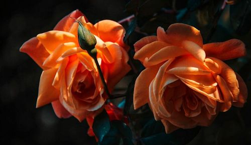 Close-up of orange flowers blooming outdoors