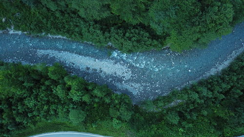High angle view of trees in forest
