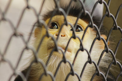 Red-shanked douc langur in the cage red-shanked douc langur has a very eye-catching color. 