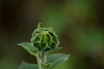 Close-up of flower growing outdoors