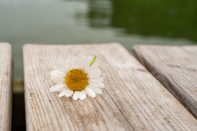 Close-up of white flower on pier