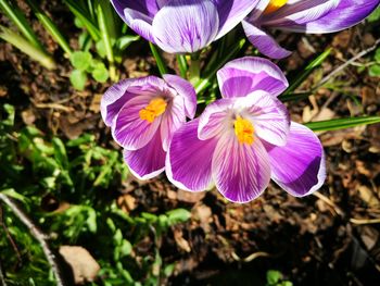 Close-up of purple crocus blooming outdoors