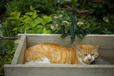Close-up of ginger cat by plants