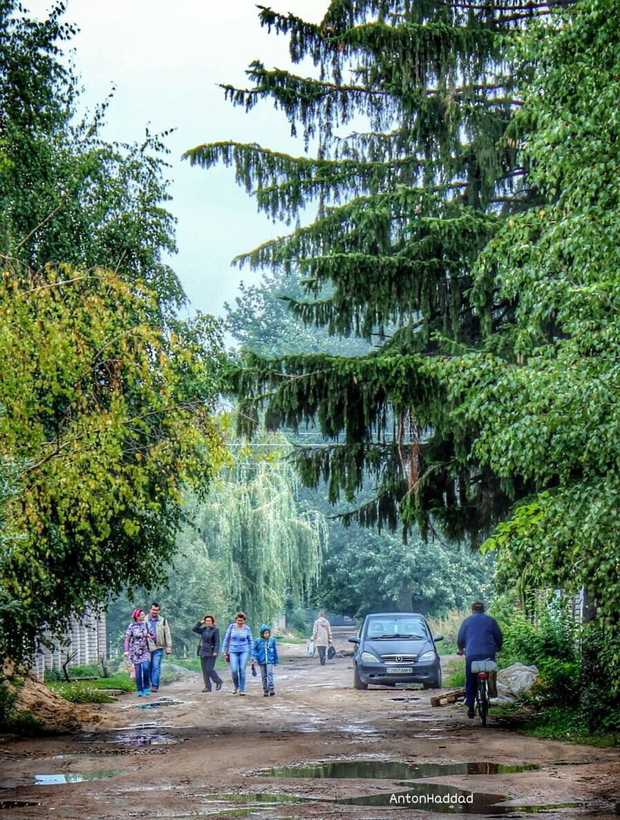 tree, men, lifestyles, person, leisure activity, rear view, water, walking, nature, growth, transportation, full length, day, beauty in nature, medium group of people, tranquility, clear sky, travel