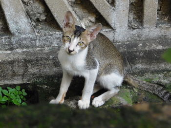 High angle portrait of cat sitting by retaining wall