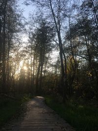 View of trees in forest