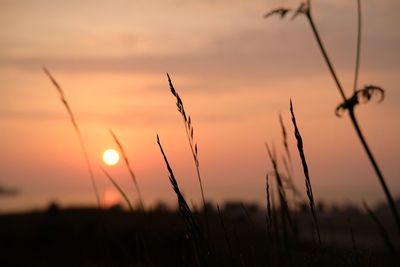 Close-up of silhouette plants against sunset sky