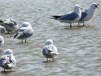 High angle view of seagulls in lake