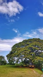 Trees on field against sky