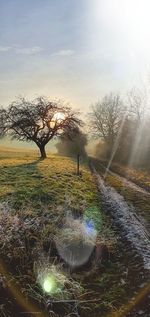 Bare trees on field against sky during sunset