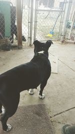 Black dog standing in a field