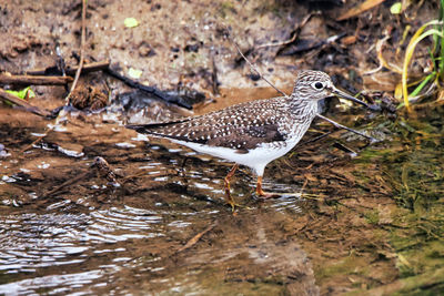 Side view of a bird drinking water