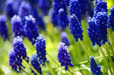 Close-up of purple flowers blooming outdoors